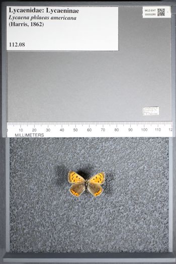Media type: image;   Entomology 50280